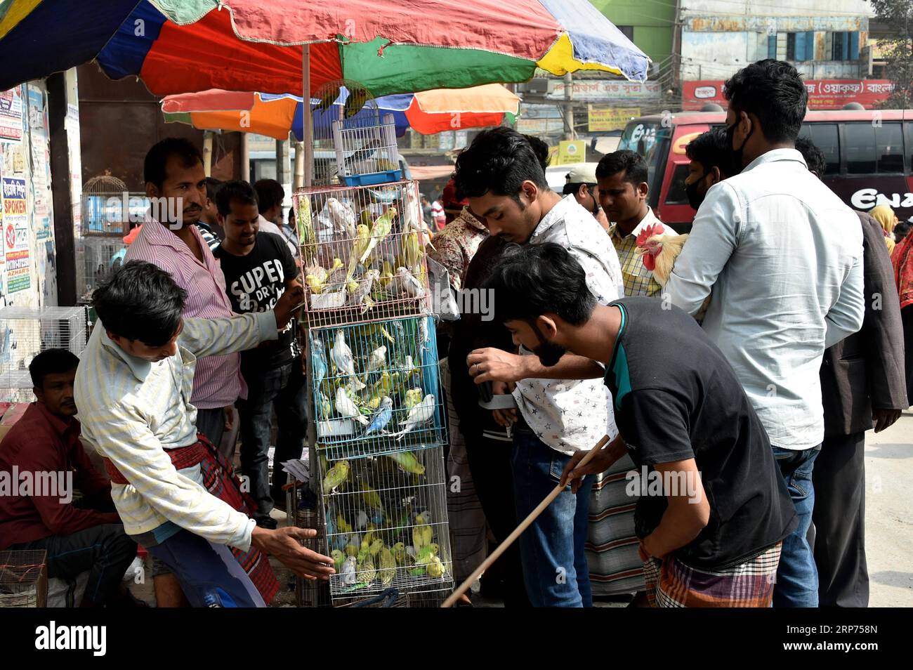 (190128) -- DHAKA, Jan. 28, 2019 -- Customers choose pet birds at a pigeon market on the outskirts of Dhaka, capital of Bangladesh, Jan. 27, 2019. Bird lovers in the city like to gather at the pigeon markets to buy or sell fancy pigeons. Stringer) BANGLADESH-DHAKA-PIGEON-MARKET Naim-ul-karim PUBLICATIONxNOTxINxCHN Stock Photo