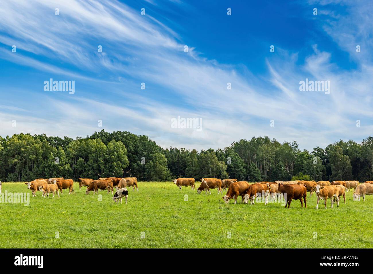 A herd of cows grazes on a field on a summer day Stock Photo - Alamy