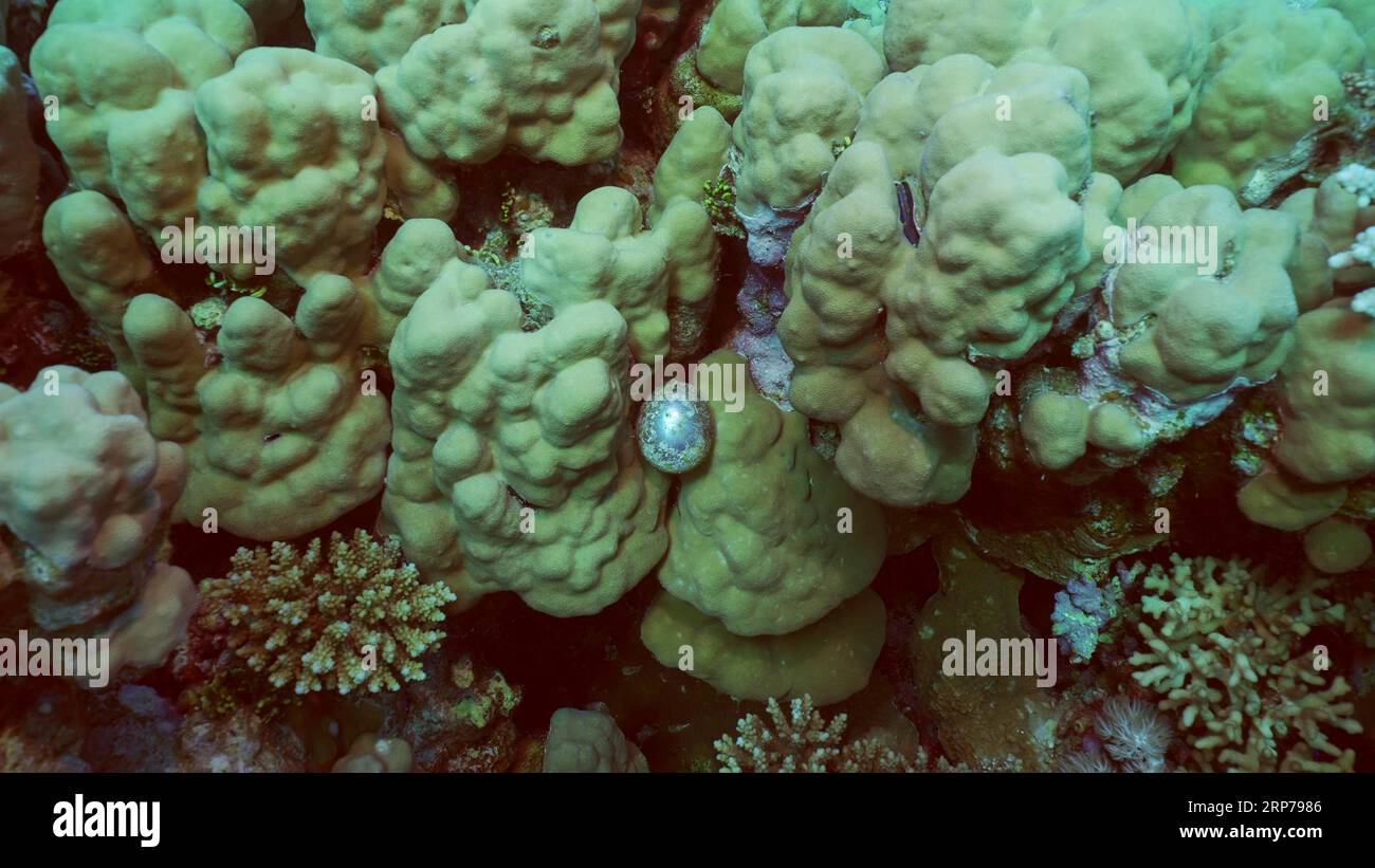 Unicellular organisms Bubble algae, Sea grape, Sailor's eyeballs (Valonia ventricos) on hand corals, Red sea, Safaga, Egypt Stock Photo