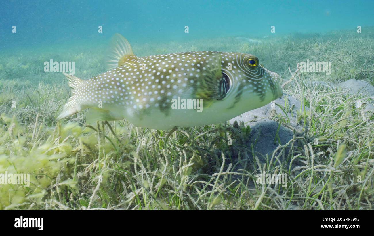 Broadbarred Toadfish or White-spotted puffer (Arothron hispidus) swims over seagrass bed among Round Leaf Sea Grass or Noodle seagrass (Syringodium Stock Photo