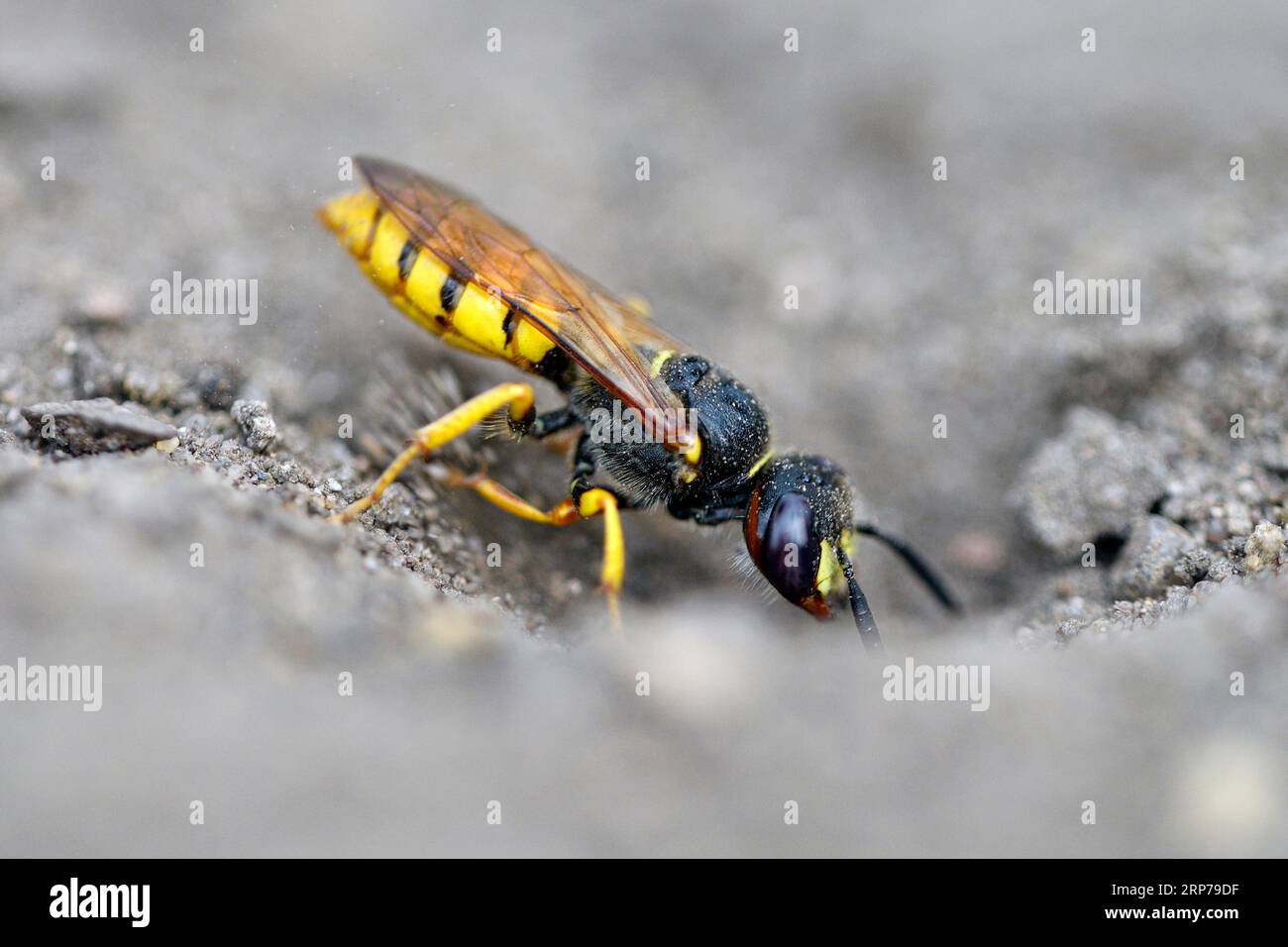 European beewolf (Philanthus triangulum), at the entrance of the breeding burrow, digging, Bottrop, Ruhr area, North Rhine-Westphalia, Germany Stock Photo