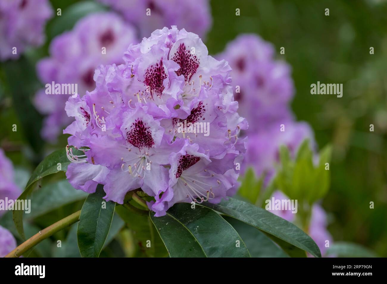 large rhododendron Capistrano Rhododendron  Lichtenfelt's