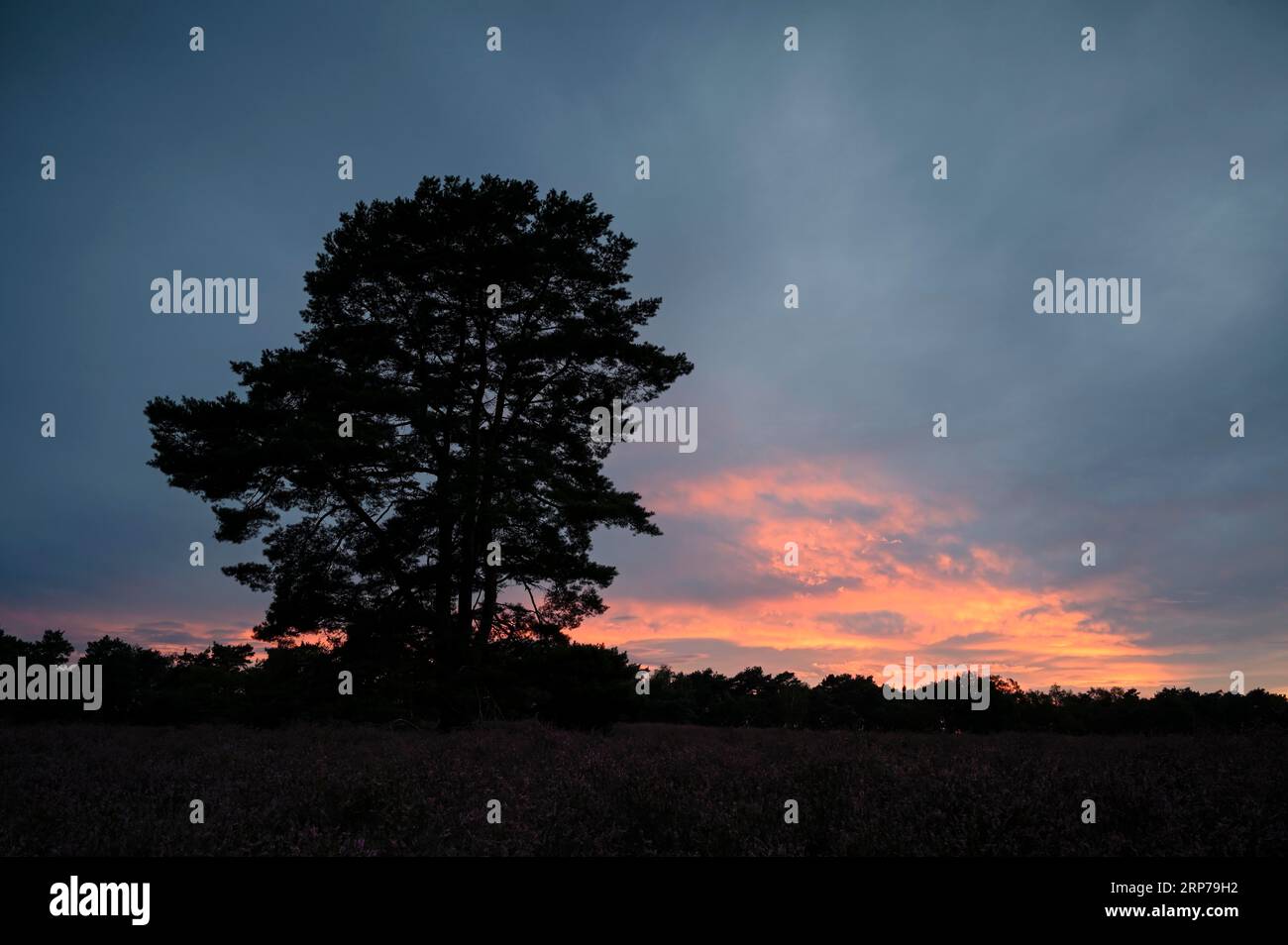 Single pine tree in front of evening sky, at sunset, heathland, Westruper Heide, Haltern, North Rhine-Westphalia, Germany Stock Photo