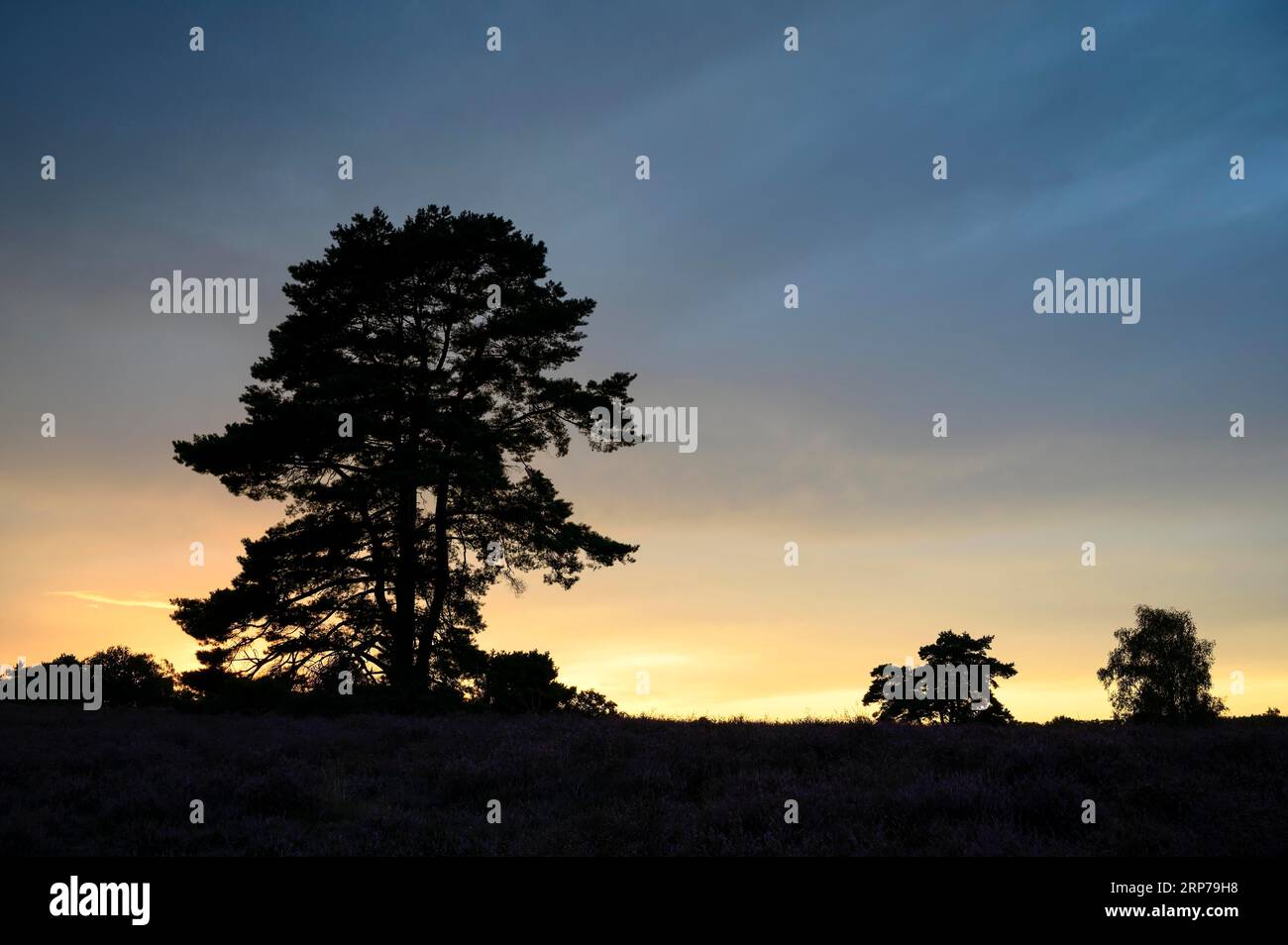 Single pine tree in front of evening sky, at sunset, heathland, Westruper Heide, Haltern, North Rhine-Westphalia, Germany Stock Photo