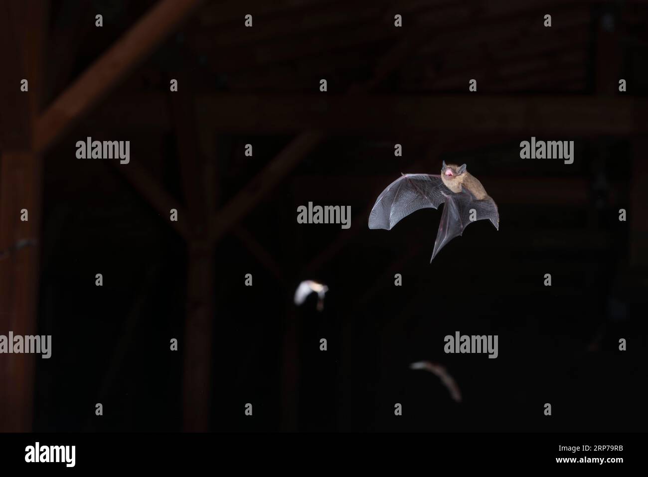 Brandt's bat (Myotis brandtii), swarming in the attic shortly in front of going out, Brandenburg, Germany Stock Photo