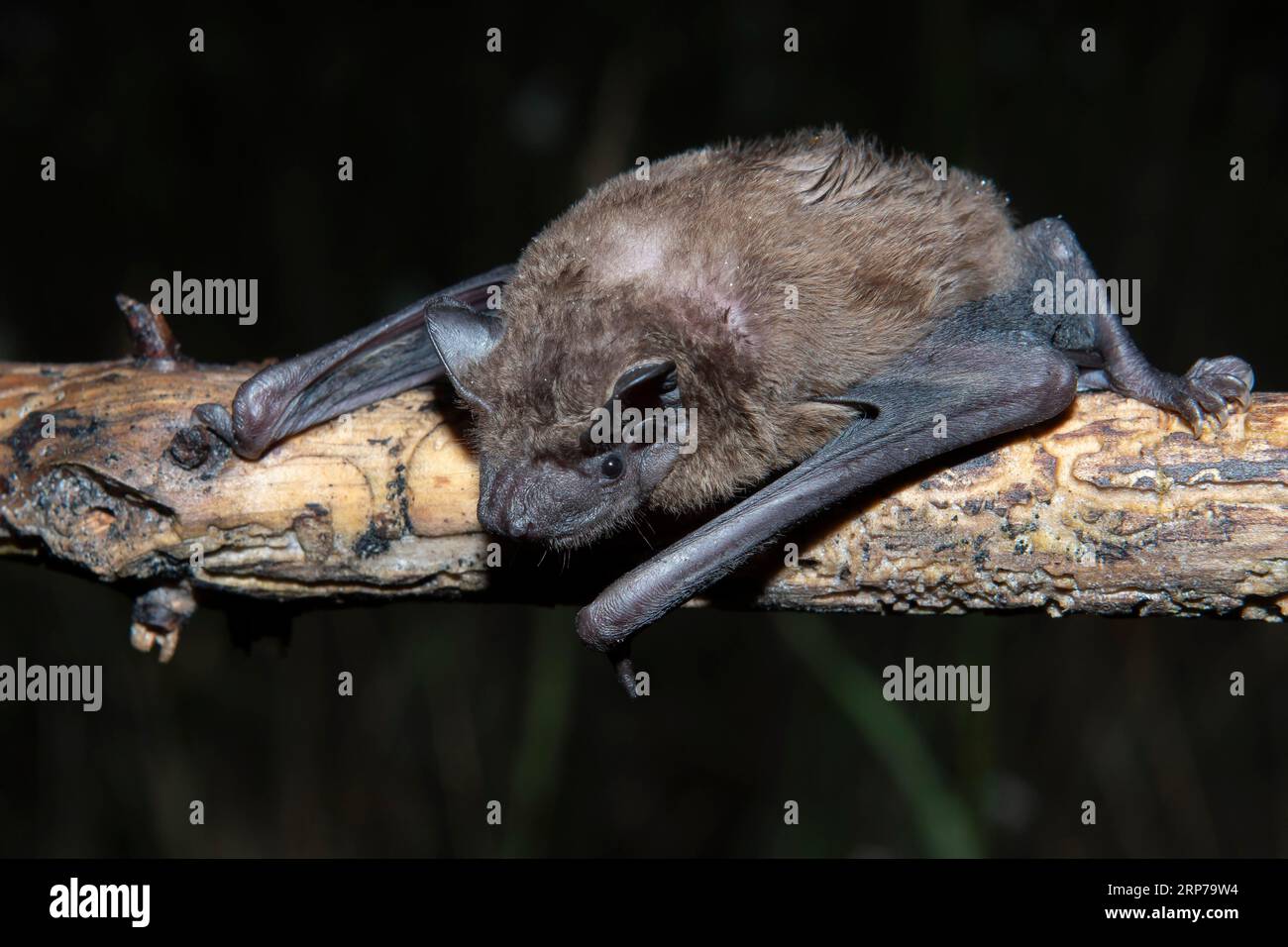 Greater evening bat (Nyctalus Abendsegler) juvenile on a branch, Brandenburg, Germany Stock Photo
