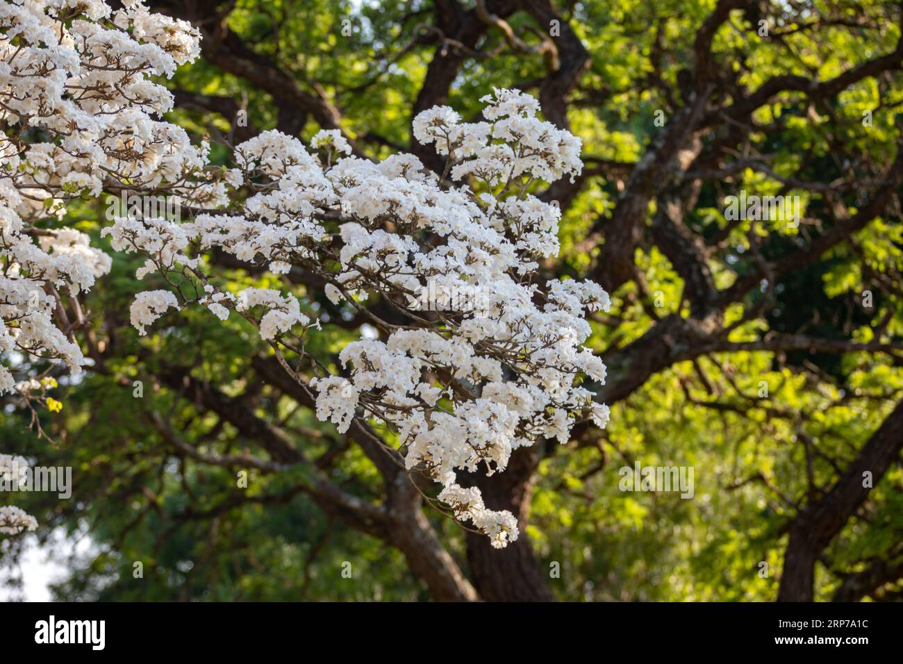 Ipe Rosa Cerrado Wonderful Flowers of a white ipe tree, Tabebuia roseo-alba (Ridley ...