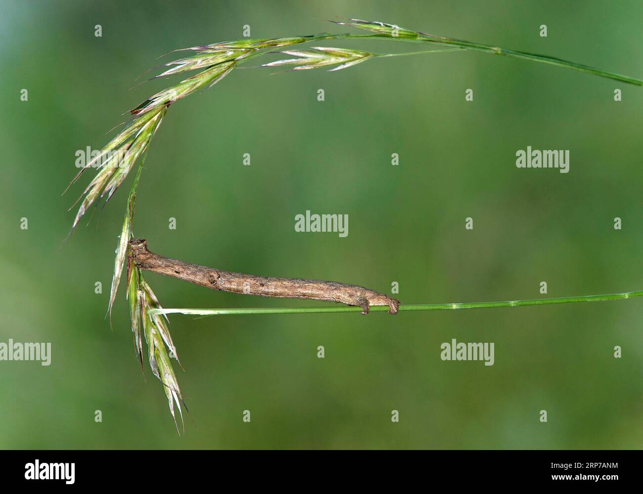 Caterpillar of the willow beauty (Peribatodes rhomboidaria), Valais ...