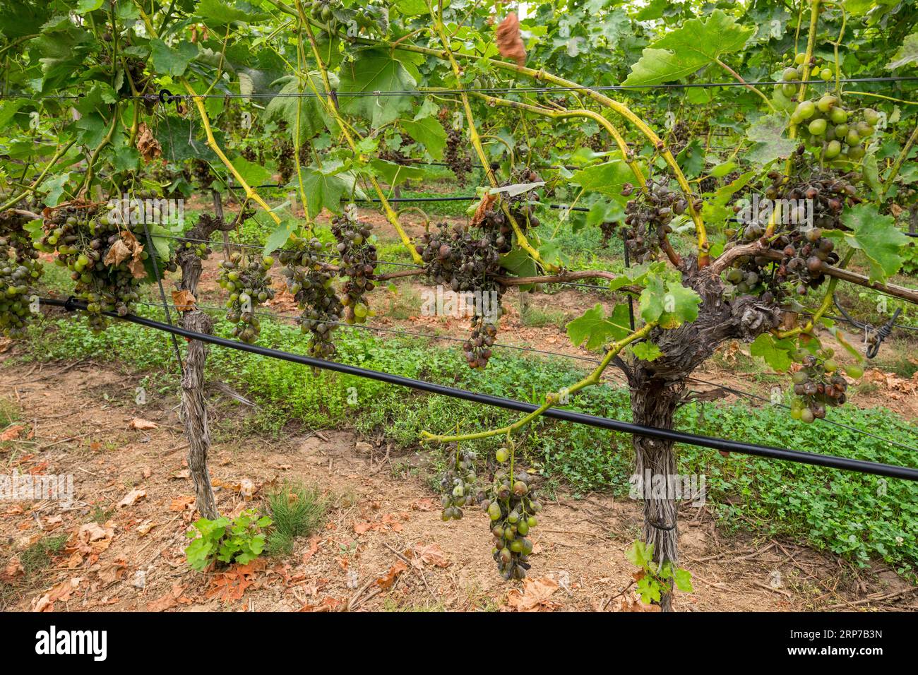 Grape diseases, white grapes infected with grey mould on vines, disease, vineyard, Baden