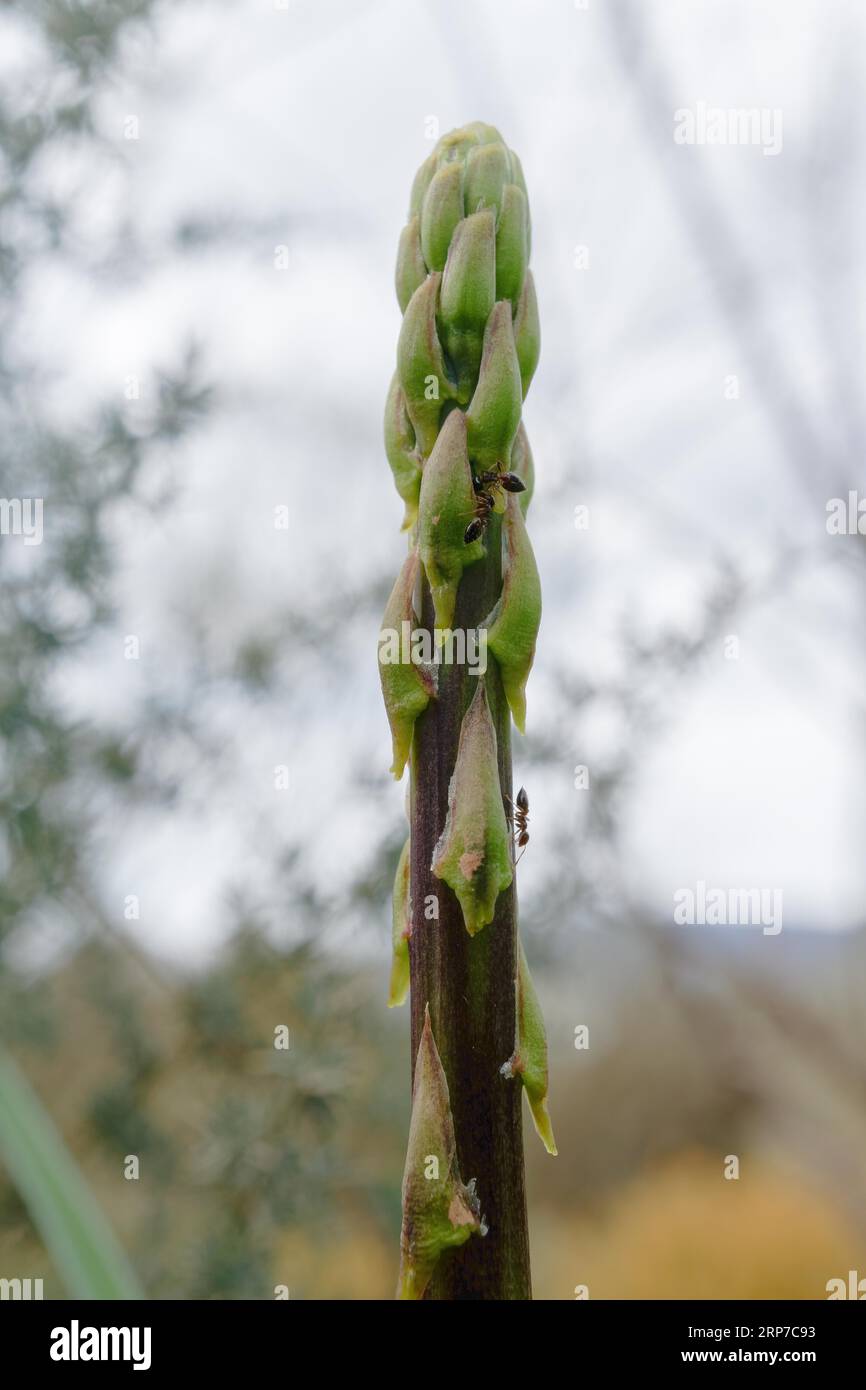 Close-up of a wild asparagus, Asparagus acutifolius, with ants crawling up its stem and background out of focus Stock Photo