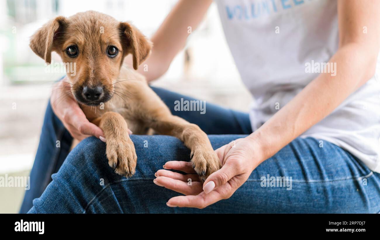Cute rescue dog shelter being held by woman Stock Photo