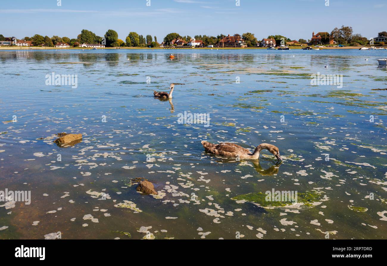 Mute swan (Cygnus olor) cygnets swim in the sea as the tide rises in Bosham, a village on the south coast in Chichester Harbour, West Sussex, UK Stock Photo