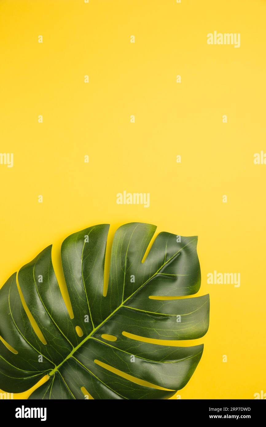 Leaf palm tree orange background Stock Photo Alamy