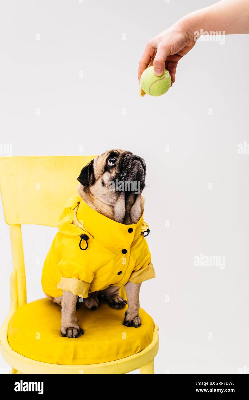 Little attentive dog clothing sitting chair Stock Photo Alamy