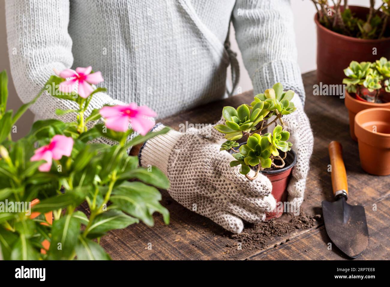 Planting flowers pot Stock Photo