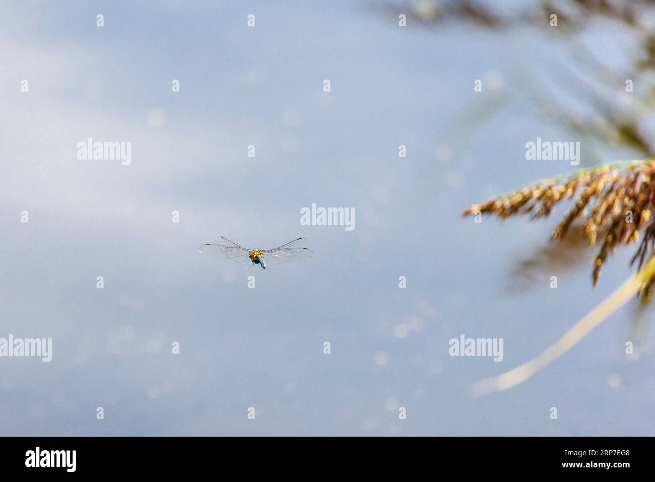 A male Migrant Hawker (Aeshna mixta) dragonfly in flight, Frensham Little Pond, Surrey, UK Stock Photo
