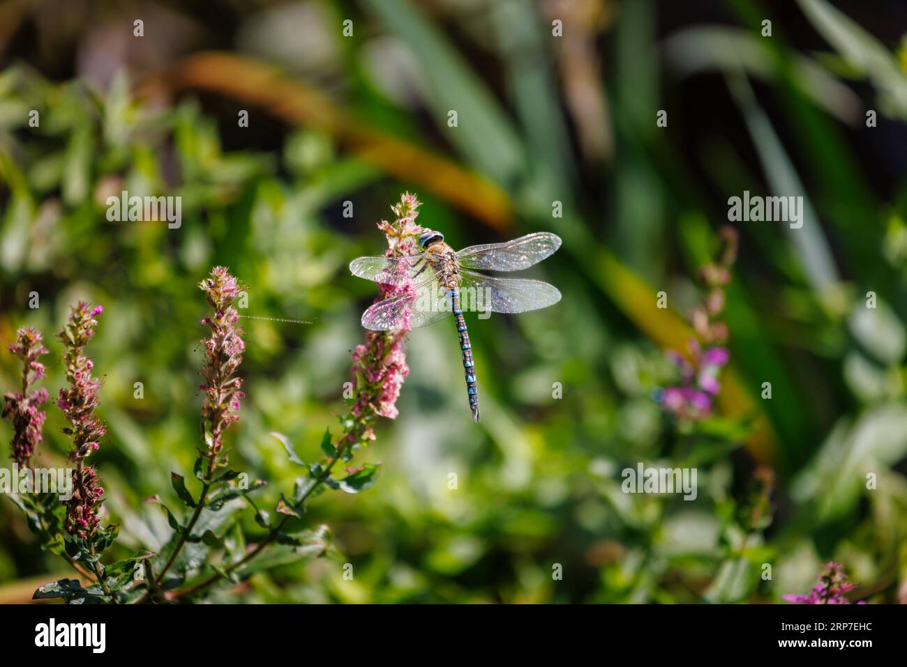 A male Migrant Hawker (Aeshna mixta) dragonfly at rest, Frensham Little Pond, Surrey, UK Stock Photo