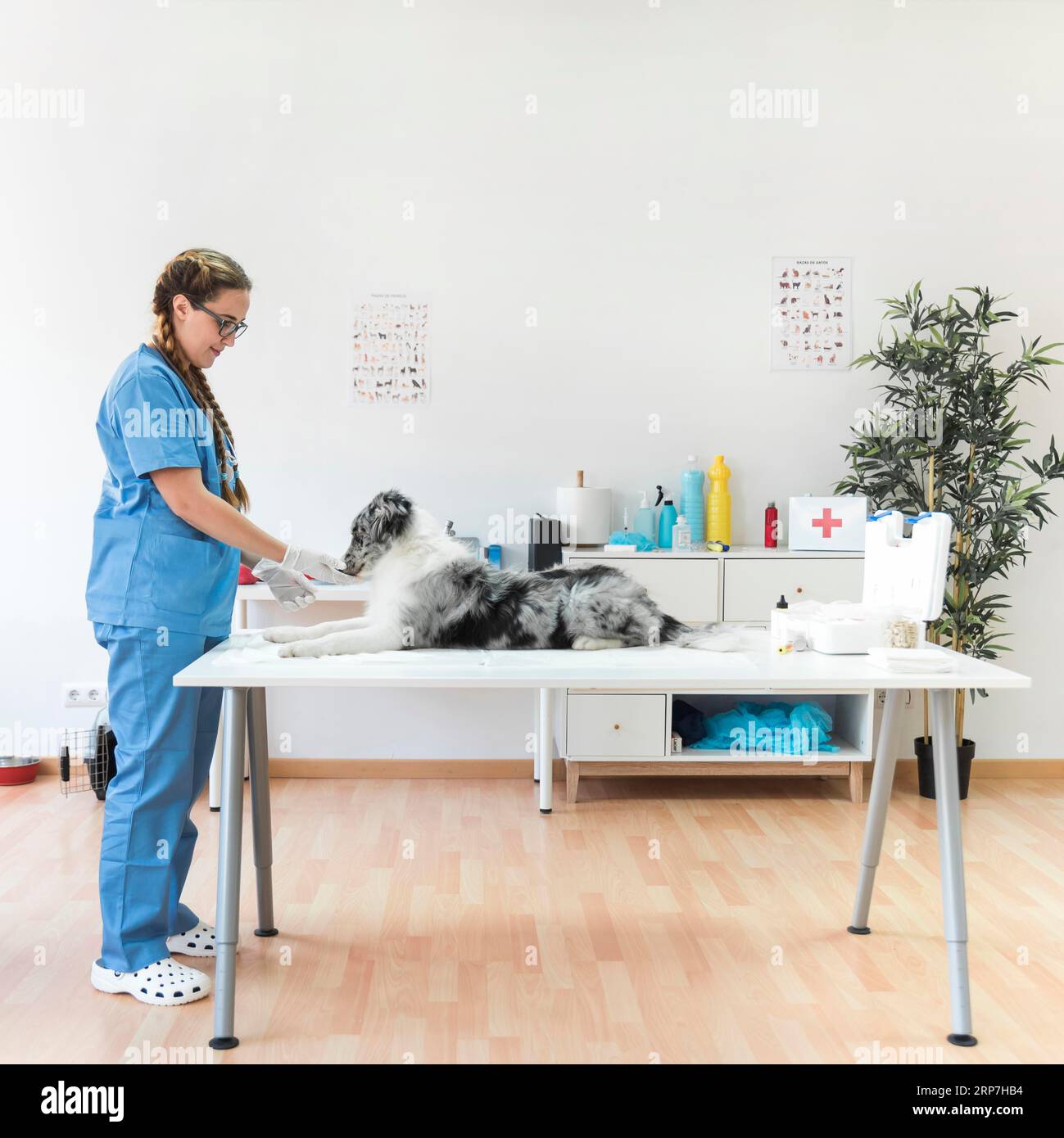 Side view smiling female veterinarian dog table clinic Stock Photo