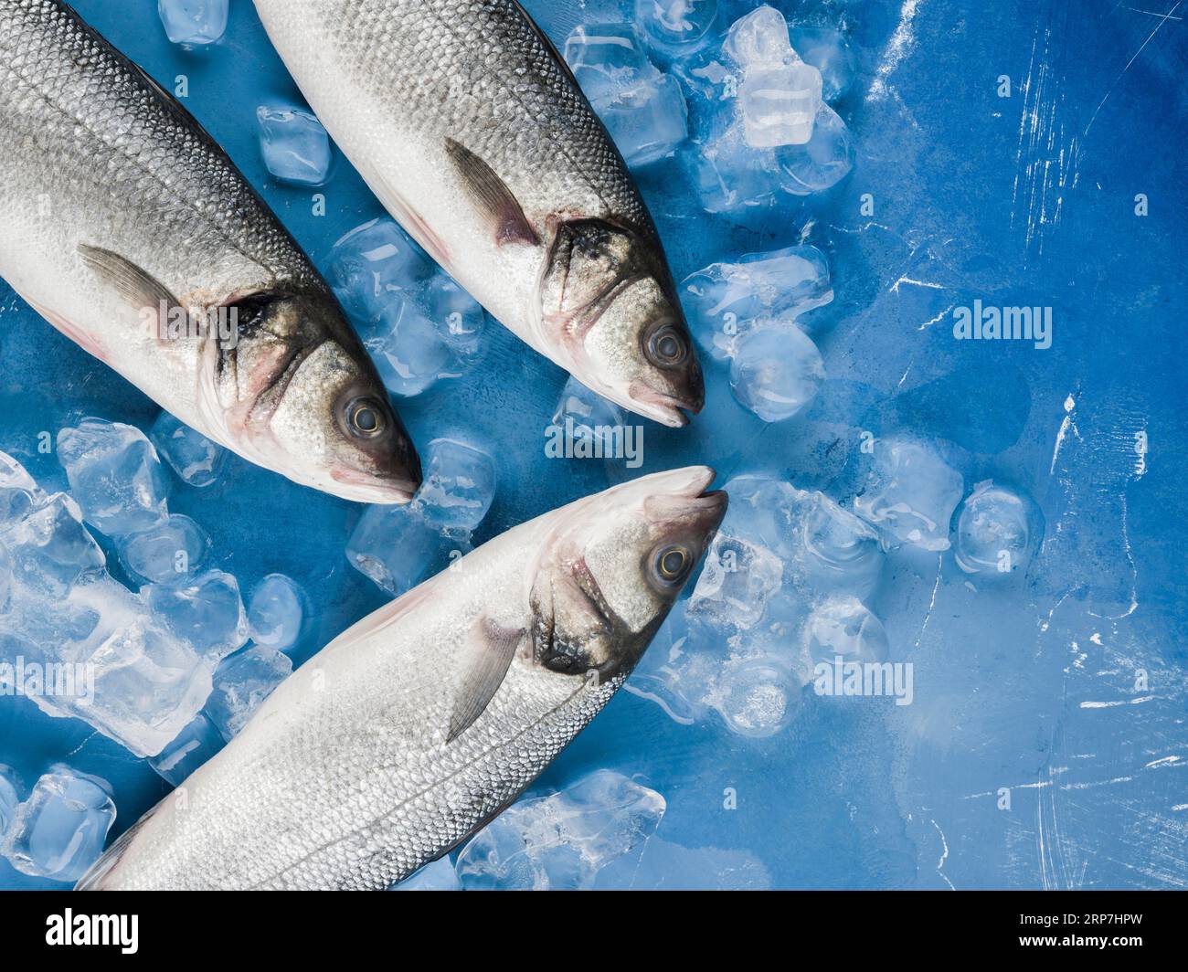 Top view fish ice cubes Stock Photo Alamy
