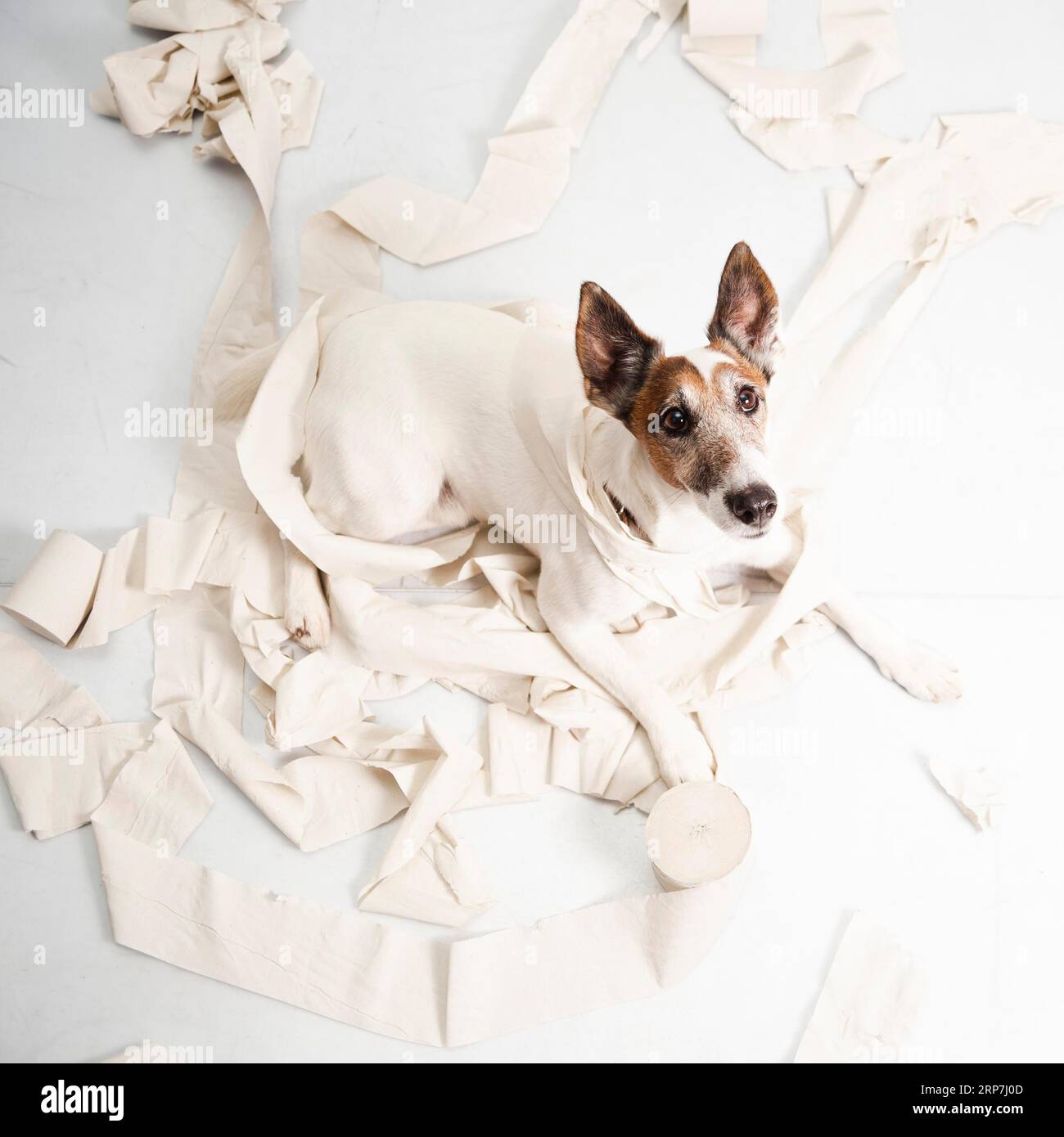 Cute dog making huge mess with rolling paper Stock Photo