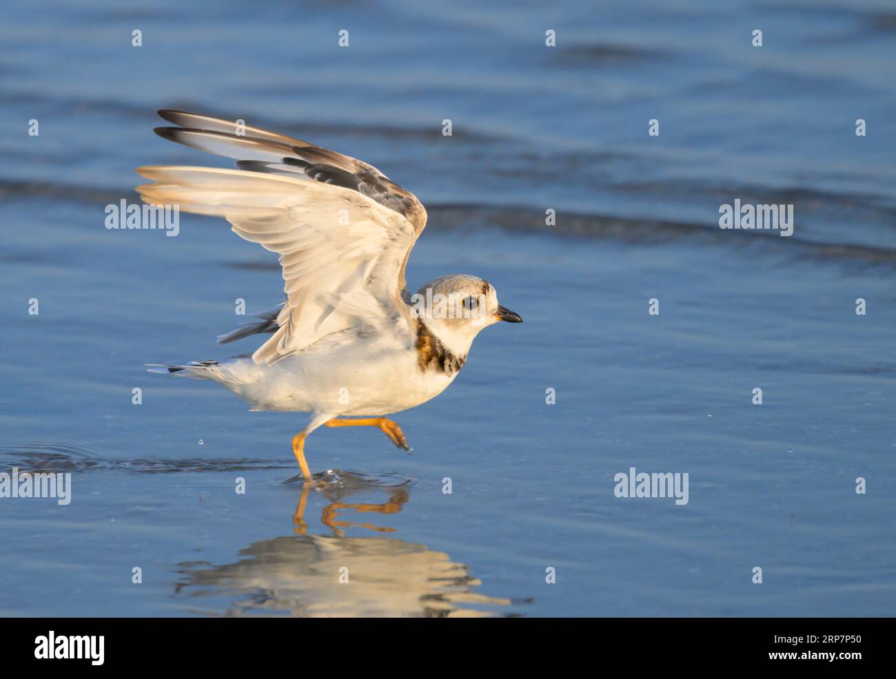 Piping plover (Charadrius melodus) taking off at the ocean coast during fall migration, Galveston, Texas, USA. Stock Photo