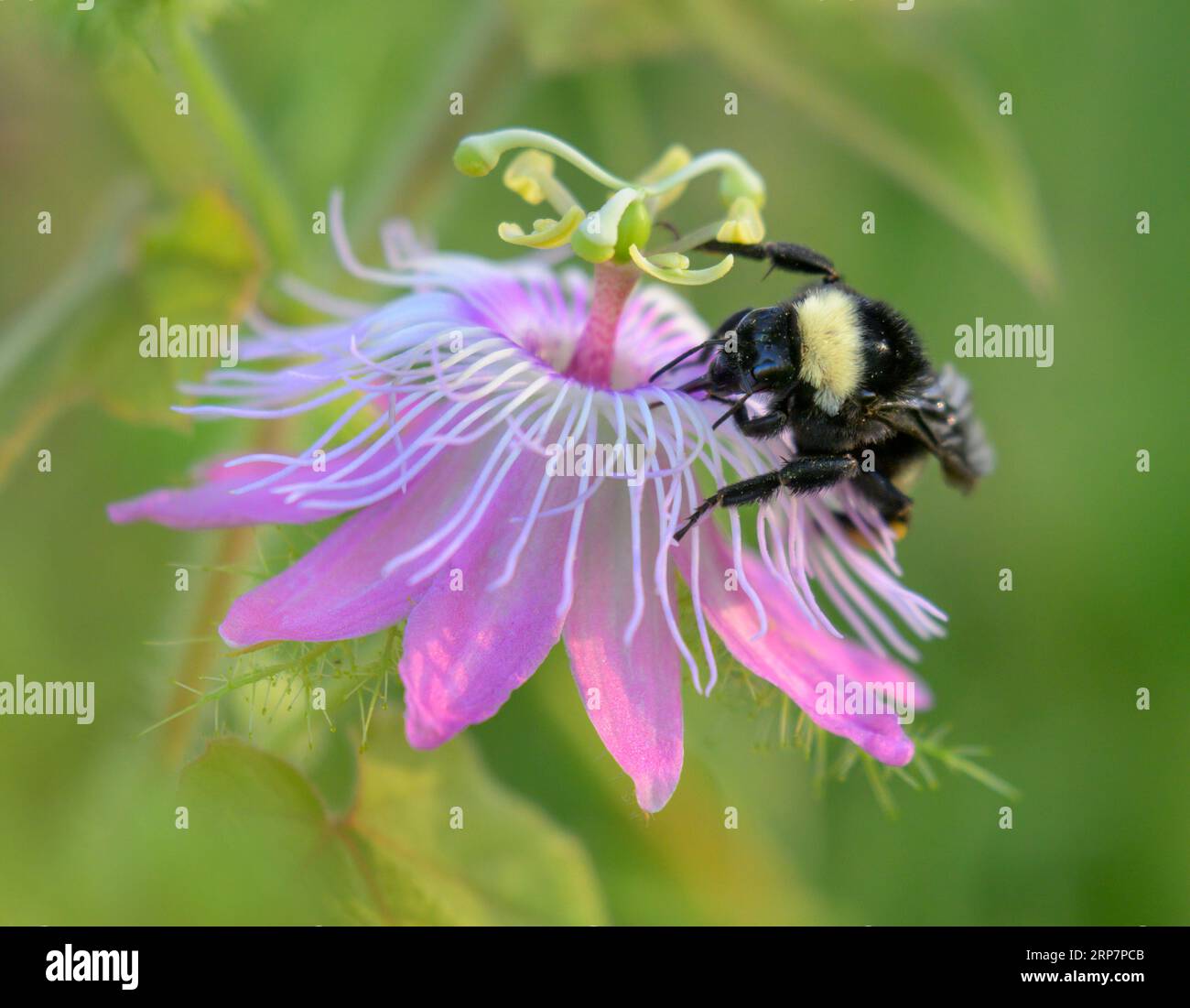 American bumble bee (Bombus pensylvanicus) feeding from the scarletfr uit passionflower (Passiflora foetida var. Lanuginosa), Galveston, Texas, USA Stock Photo