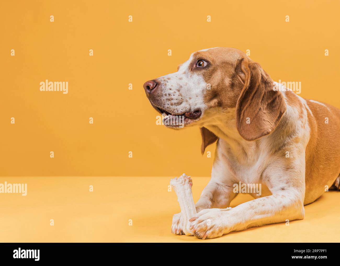 Thinking dog holding bone looking away Stock Photo