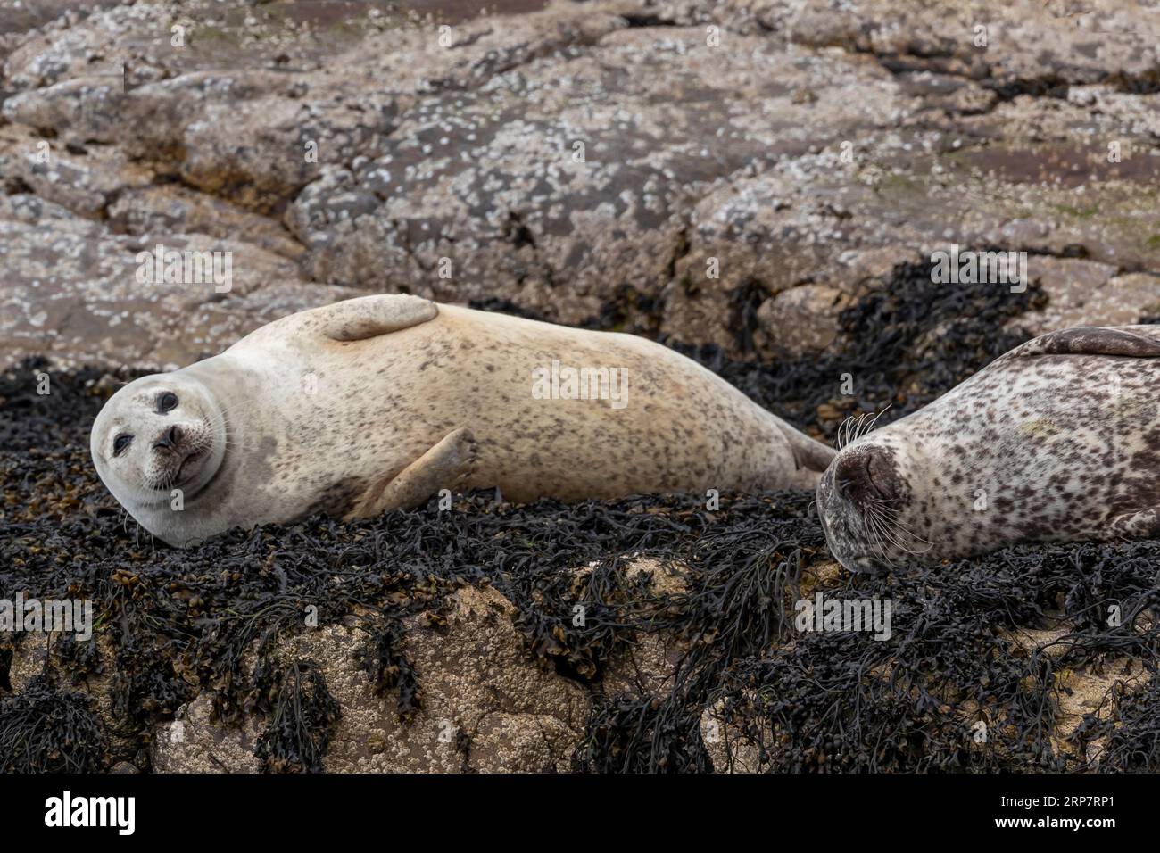 Fat pale coloured seal lying on a rock on a bed of dried sea weed with another seal sleeping nearby Stock Photo