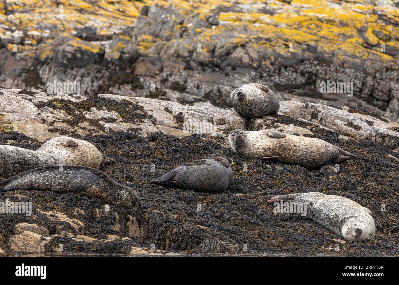 Six harbour seals basking lying on the seaweed on rocks that are covered in yellow/organge lichen Stock Photo