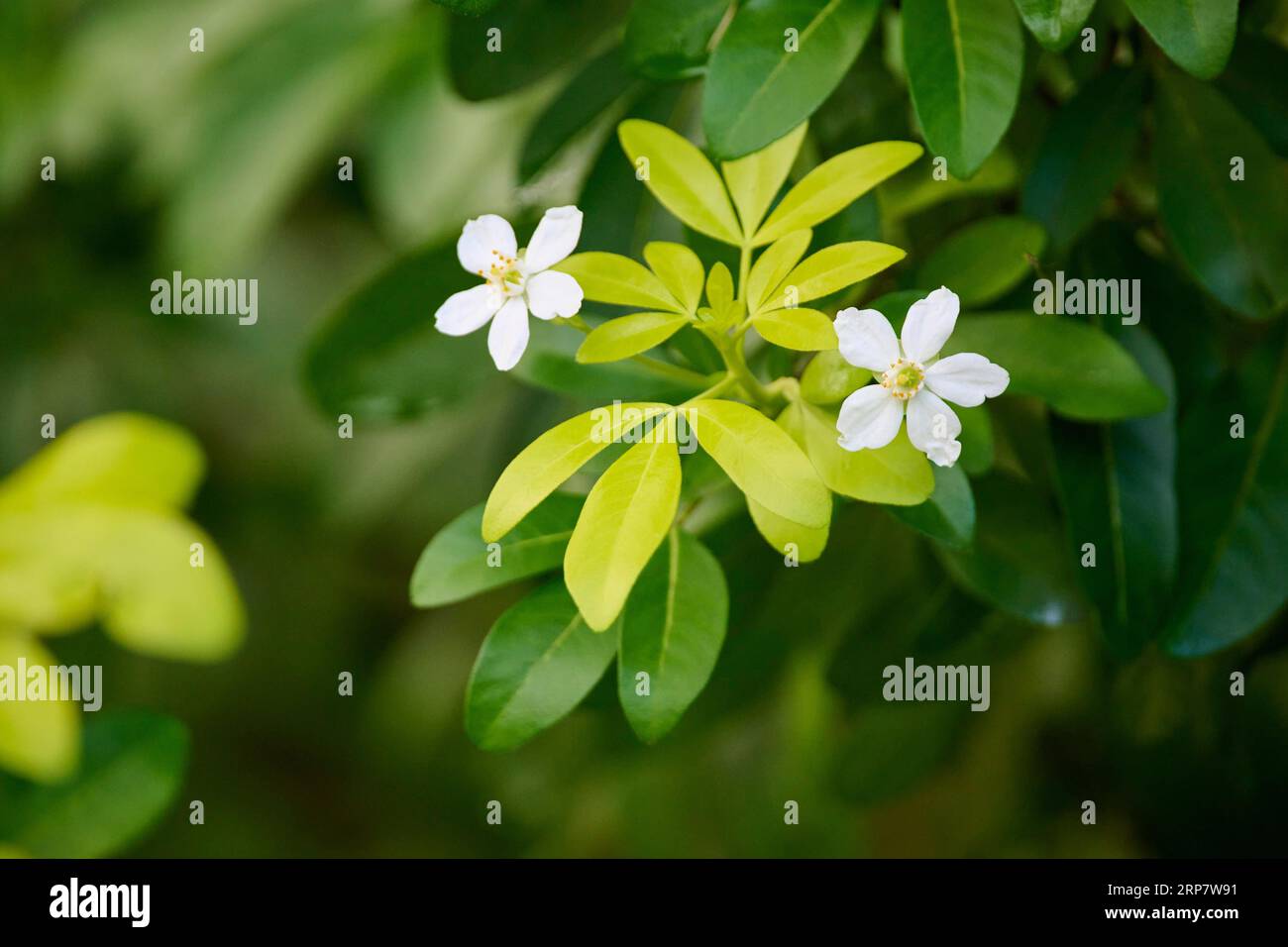 Mexican orange blossom (Choisya ternata), two flowers Stock Photo Alamy