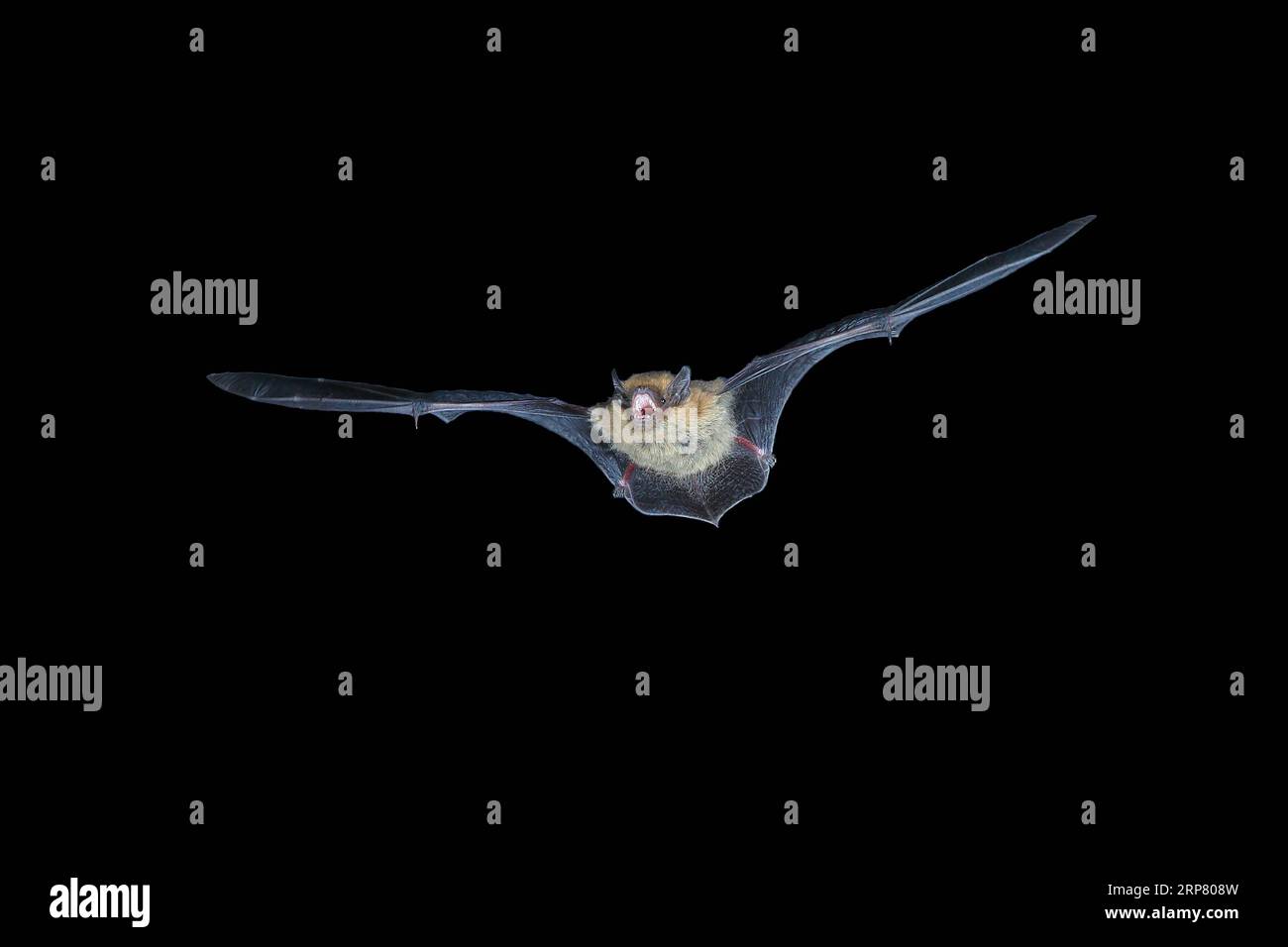 Common pipistrelle (Pipistrellus pipistrellus) in flight, highspeed