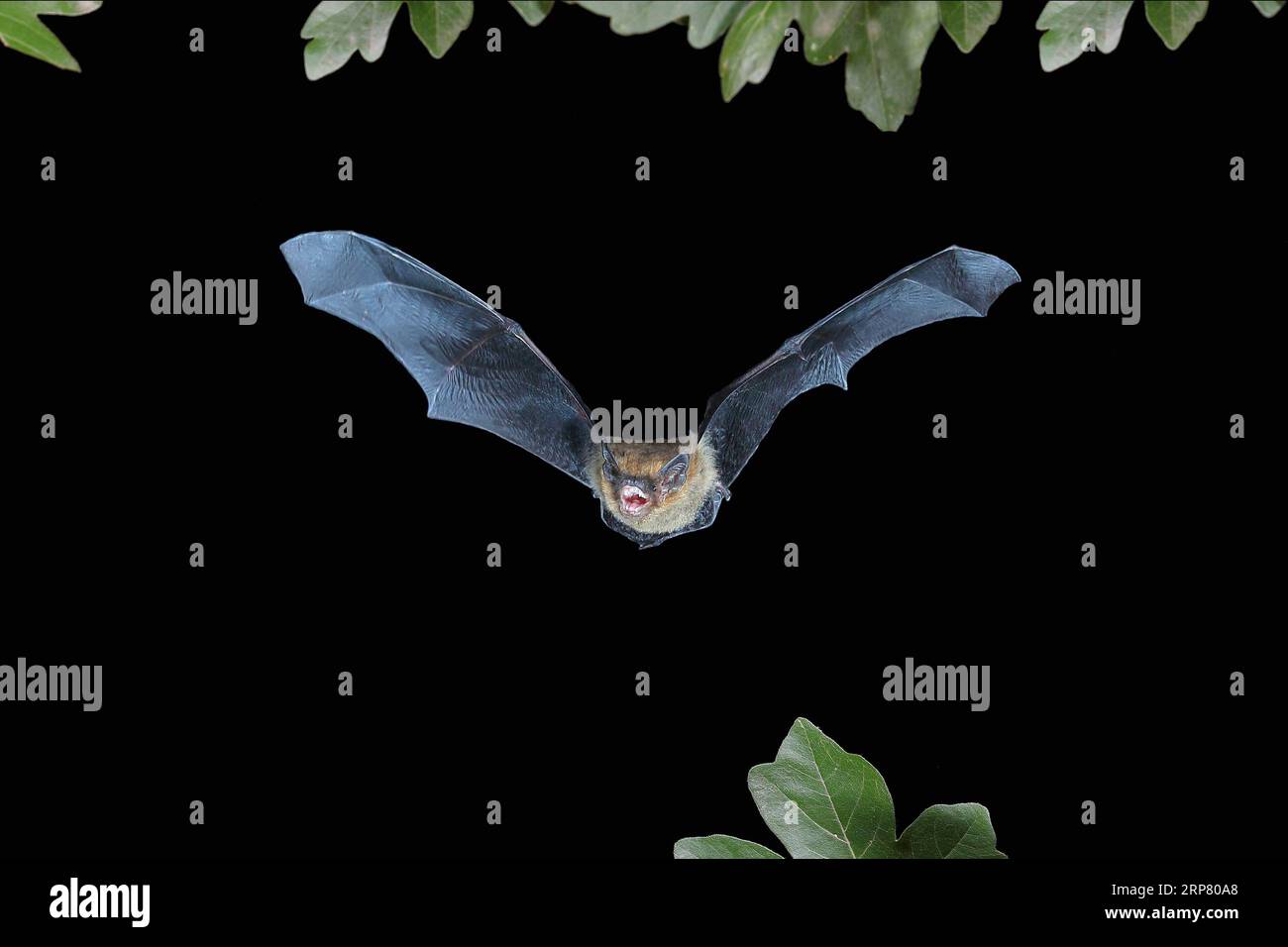 Common pipistrelle (Pipistrellus pipistrellus) in flight, highspeed