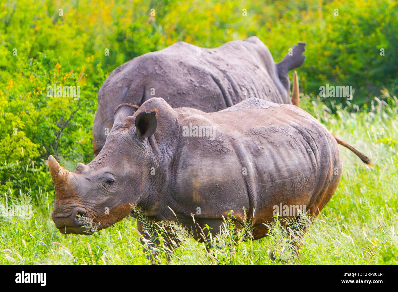 Young white rhino, in the background with mother, Madikwe Game Reserve, Zeerust, South Africa Stock Photo