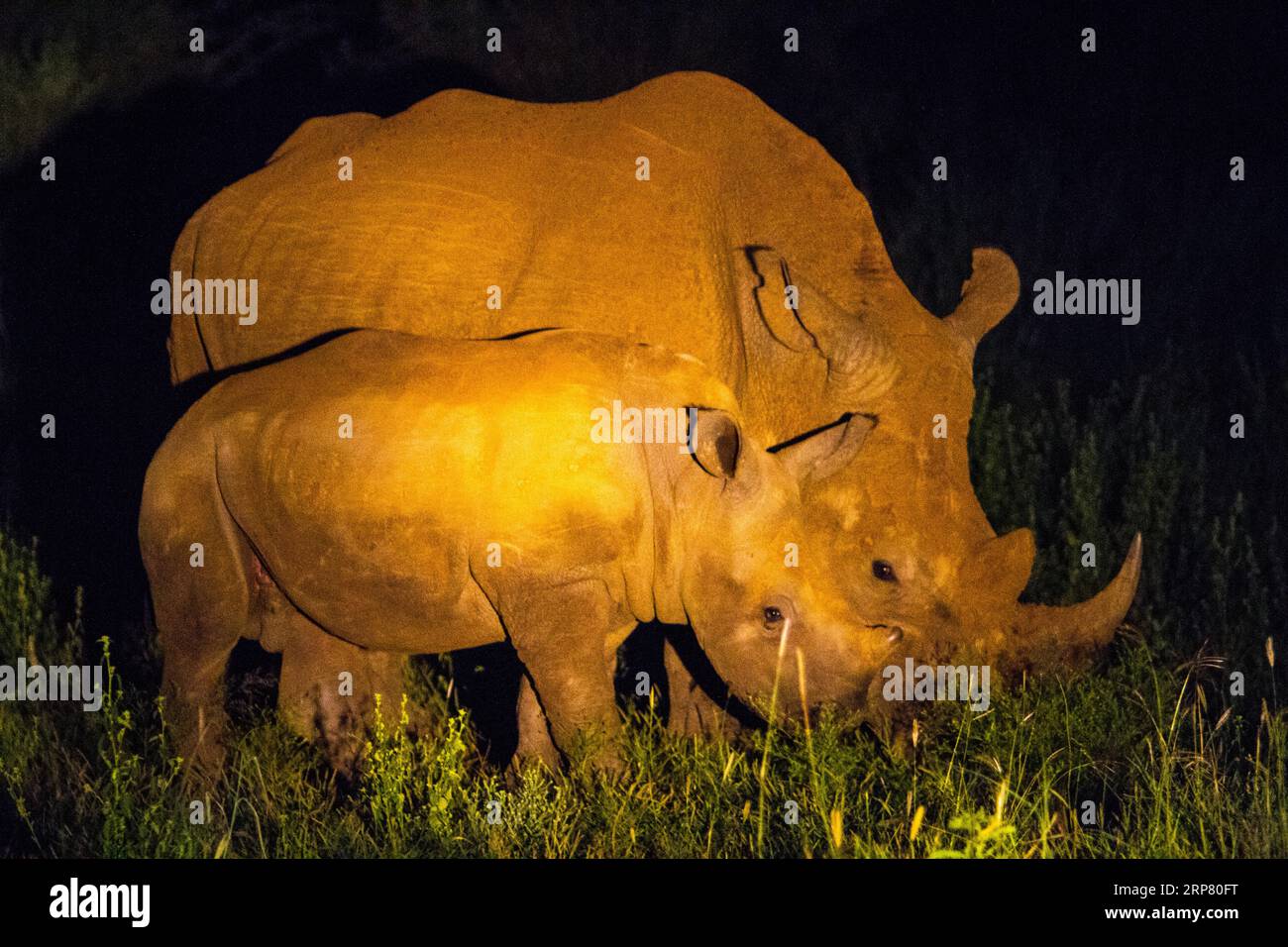White rhino with young white rhino, night shot, Madikwe Game Reserve, Zeerust, South Africa Stock Photo