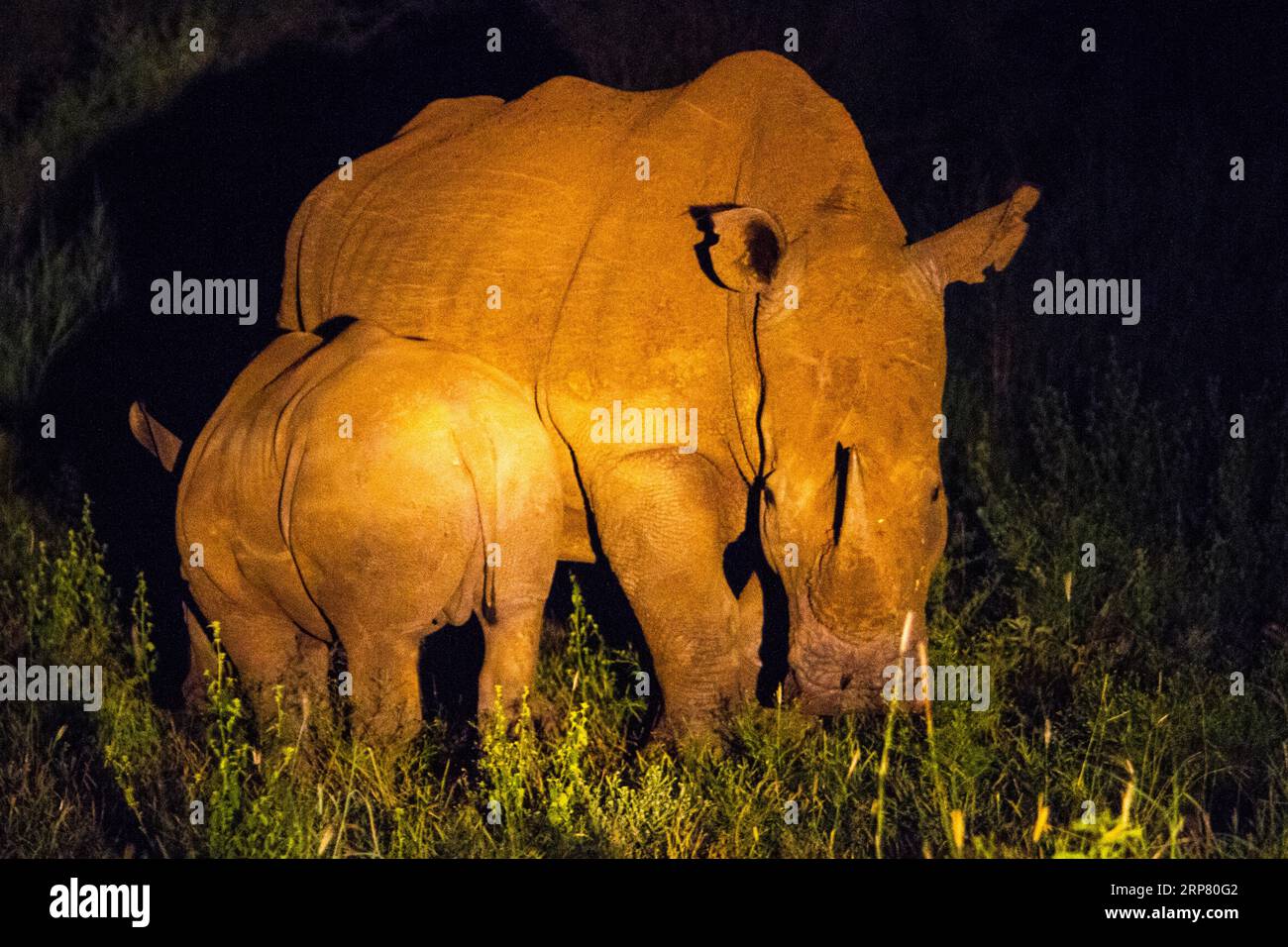 White rhino with young white rhino, night shot, Madikwe Game Reserve, Zeerust, South Africa Stock Photo