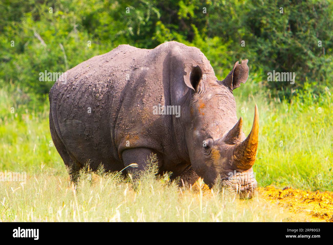 White rhino in the grass, Madikwe Game Reserve, Zeerust, South Africa Stock Photo
