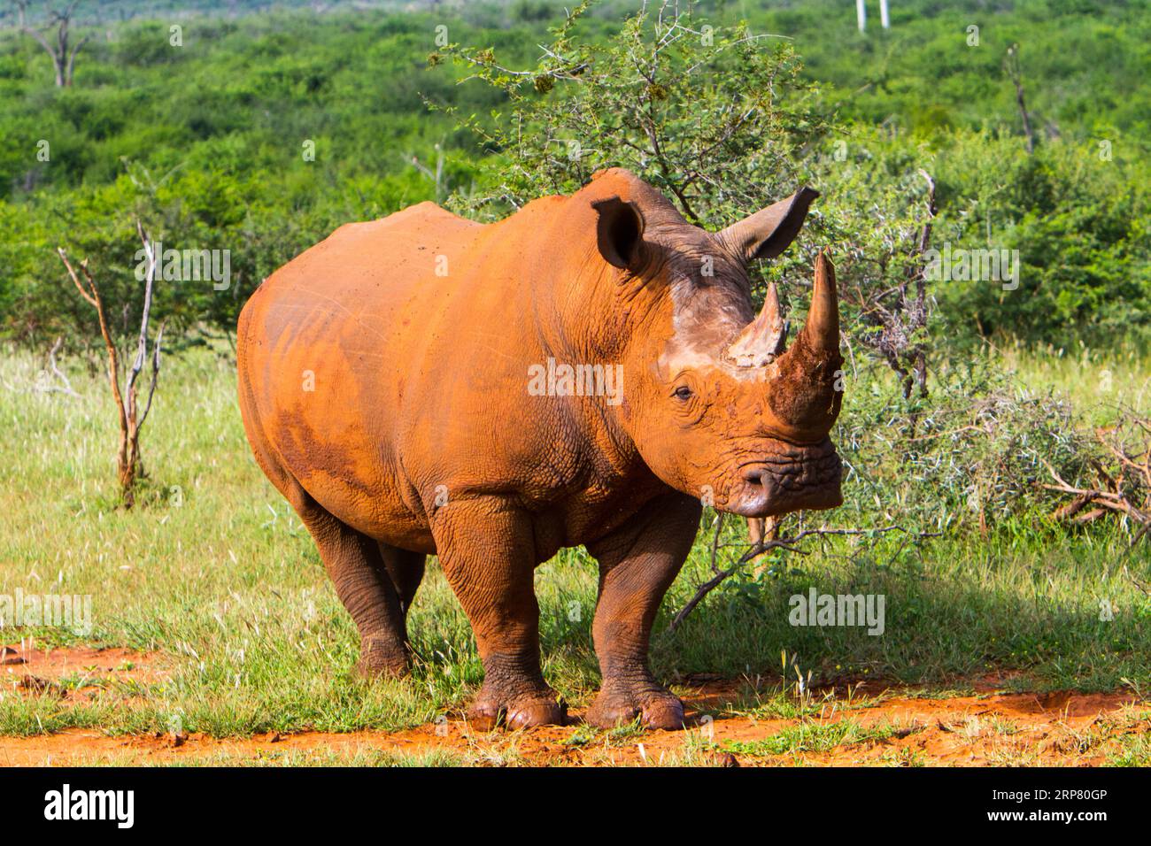 White rhino, Madikwe Game Reserve, Zeerust, South Africa Stock Photo