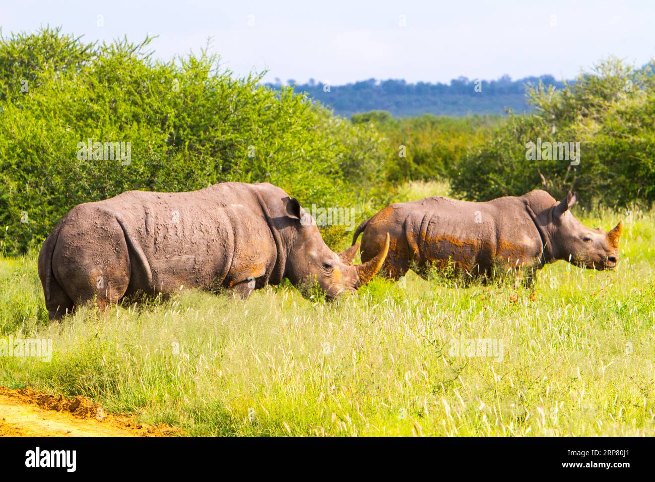 White rhino with young white rhino, Madikwe Game Reserve, Zeerust, South Africa Stock Photo