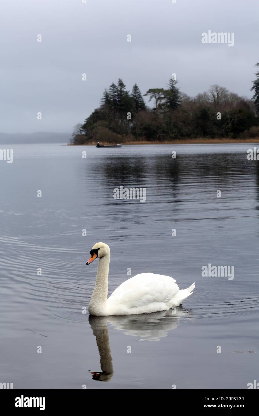 A swan swims at evening time on Lough Gill near the Wild Atlantic Way. Lough Gill, Sligo, Ireland Stock Photo