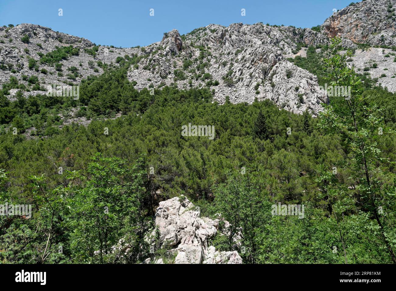 Forested limestone cliffs in the Velebit Mountains in Paklenica National Park in northern Dalmatia. Paklenica Starigrad, Dalmatia, Croatia, Southeast Stock Photo