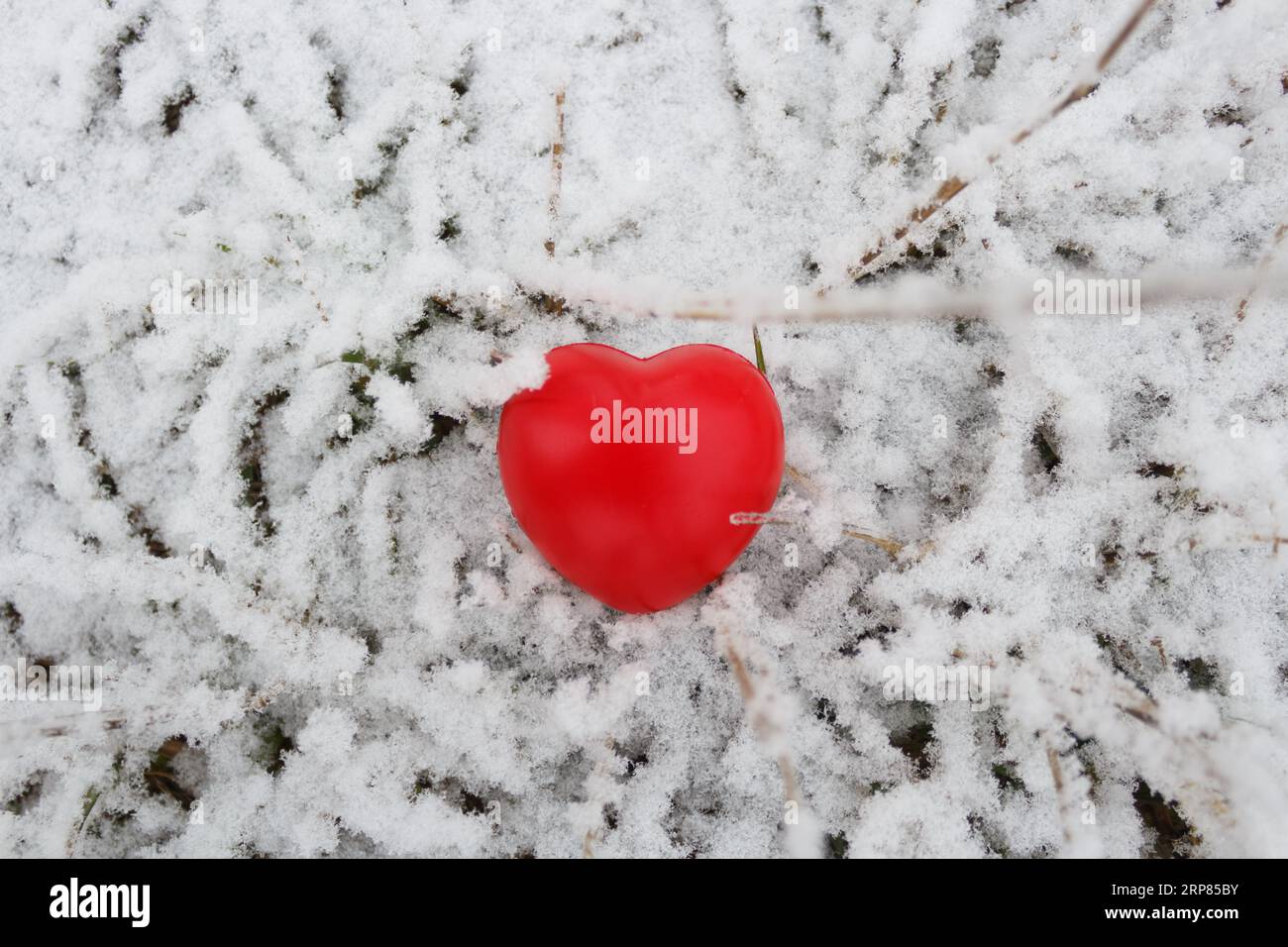 Red heart on a background of snow-covered grass Stock Photo