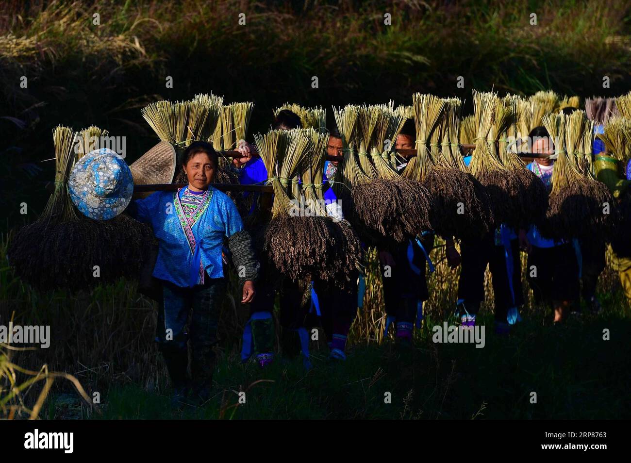 (190220) -- BEIJING, Feb. 20, 2019 (Xinhua) -- Farmers of the Miao ethnic group carry bales of purple glutinous rice at Yuanbao Village in Antai Township in Rongshui Miao Autonomous County, south China s Guangxi Zhuang Autonomous Region, Oct. 30, 2018. (Xinhua/Huang Xiaobang) Xinhua Headlines: China braces for tough tasks in rural development PUBLICATIONxNOTxINxCHN Stock Photo