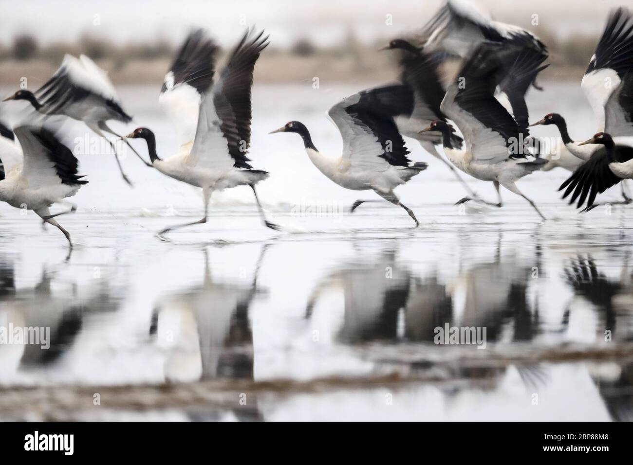 (190222) -- BEIJING, Feb. 22, 2019 -- Photo taken on Feb. 21, 2019 shows black-necked cranes skimming the surface of water at Caohai National Nature Reserve in Weining County, southwest China s Guizhou Province. Caohai National Nature Reserve is one of the main habitats for black-necked cranes to winter from late October to the end of March of next year. ) XINHUA PHOTOS OF THE DAY YangxYing PUBLICATIONxNOTxINxCHN Stock Photo