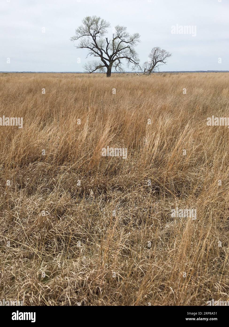 Cottonwood trees in the distance on prairie Stock Photo
