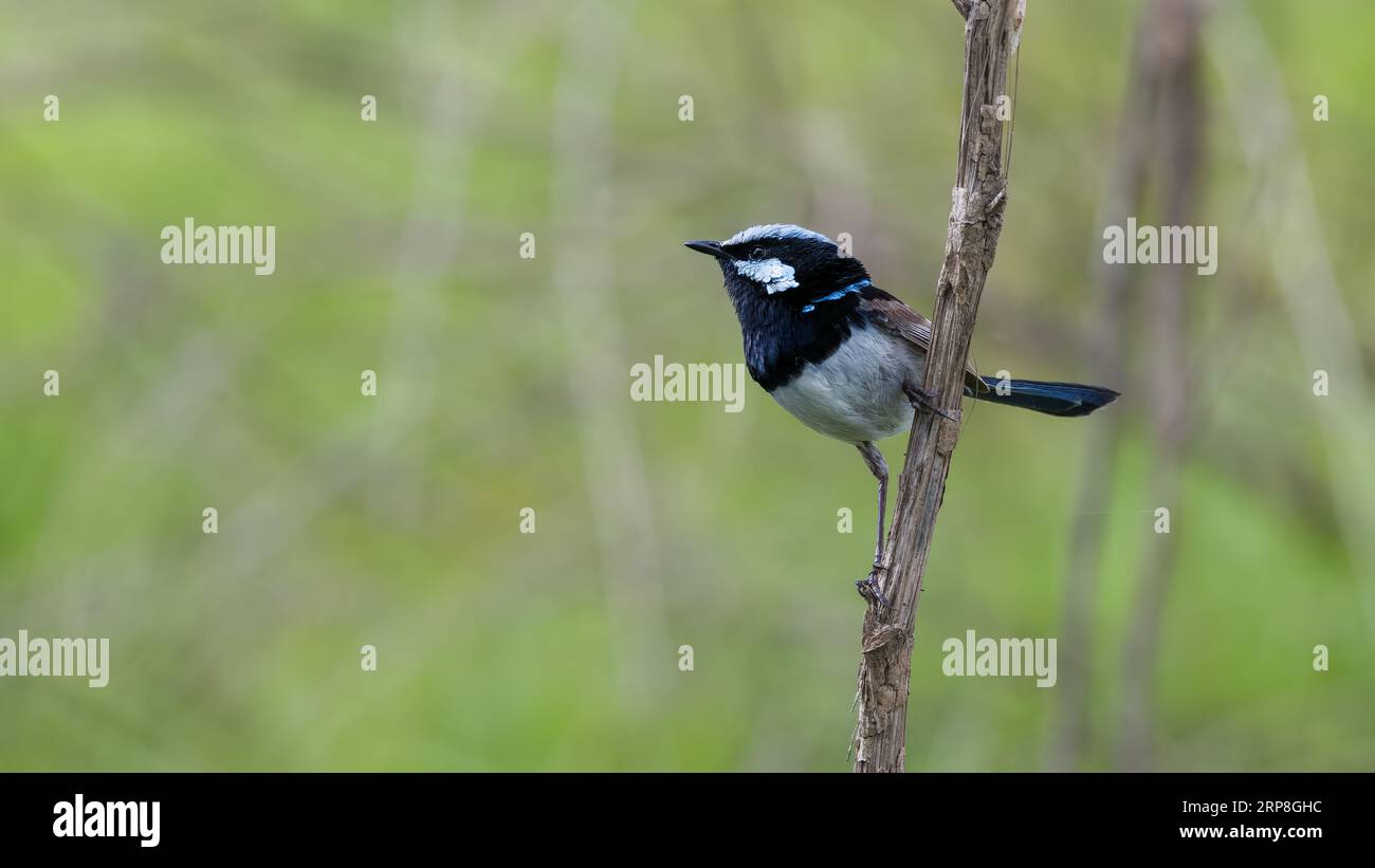 Adult male superb fairy wren, Malurus cyaneus on a branch. Close up of bird with background blur, Australia. Stock Photo