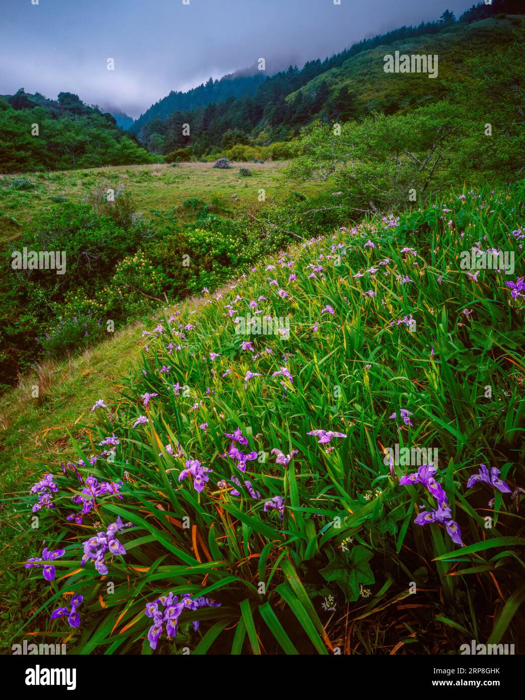 Wild Iris, Sinkyone Wilderness State Park, Lost Coast, Mendocino Counrty, California Stock Photo