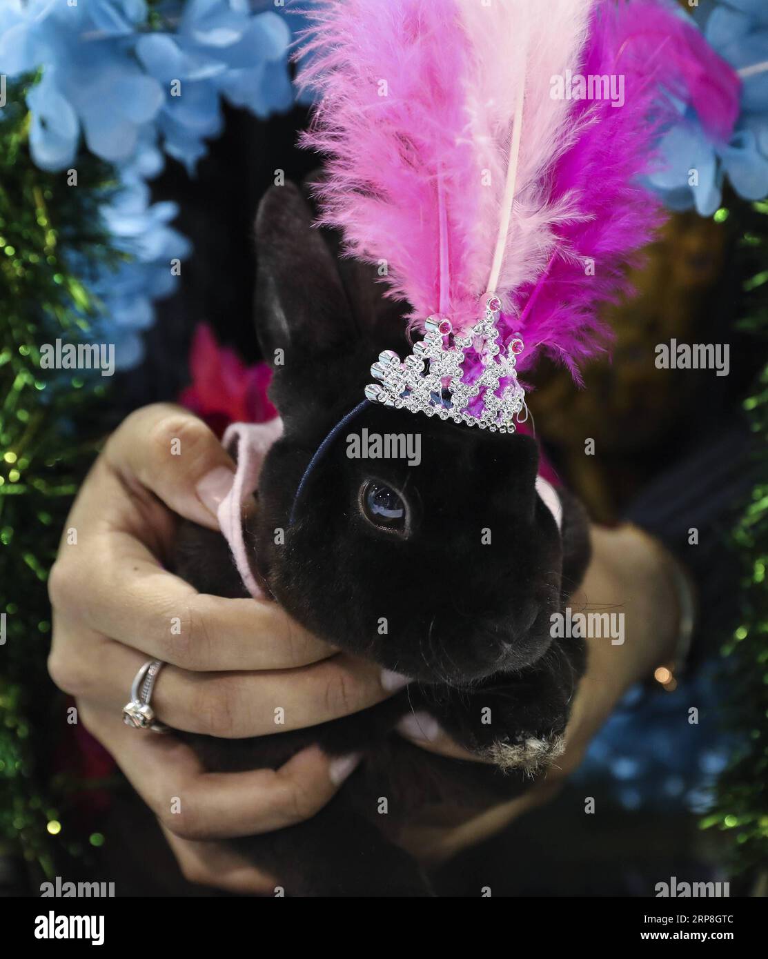 (190305) -- HOUSTON, March 5, 2019 -- A rabbit dressed in Mardi Gras ...