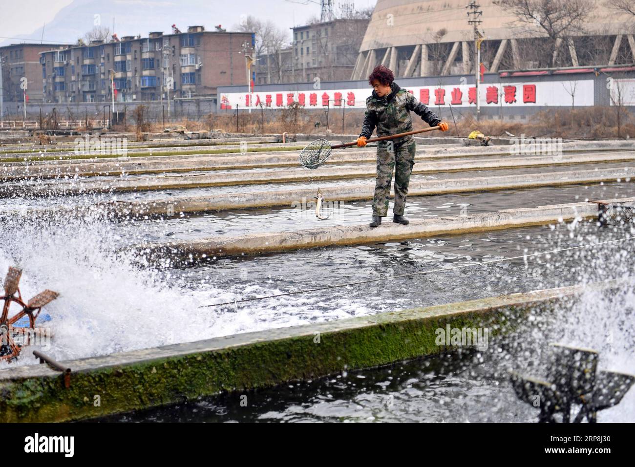 (190307) -- PINGDING, March 7, 2019 -- Villager Kang Ruiqing fishes in a cooperative aqua farm in Podi Village, Niangziguan Town, Pingding County, north China s Shanxi Province, on Feb. 26, 2019. The women of Niangziguan Town have played a vital role in developing local tourism industry under a poverty alleviation campaign. Taking tourist experience into consideration, they have made thorough plans to improve key service factors such as routes, catering and accommodation. In turn, the number of tourists have increased. All residents in Niangziguan Town have been helped out of poverty by the en Stock Photo