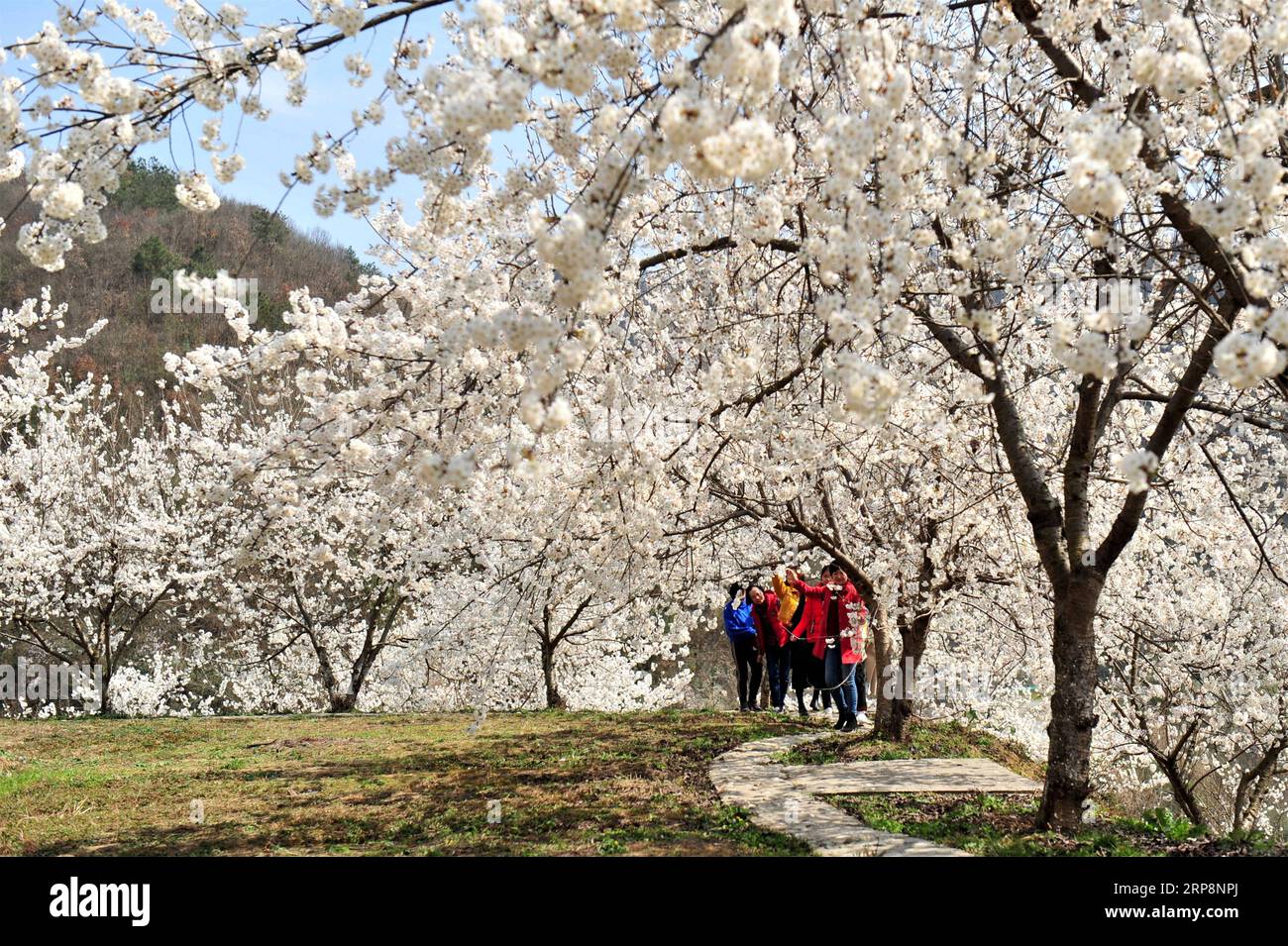 Guorong zhang hi-res stock photography and images - Alamy
