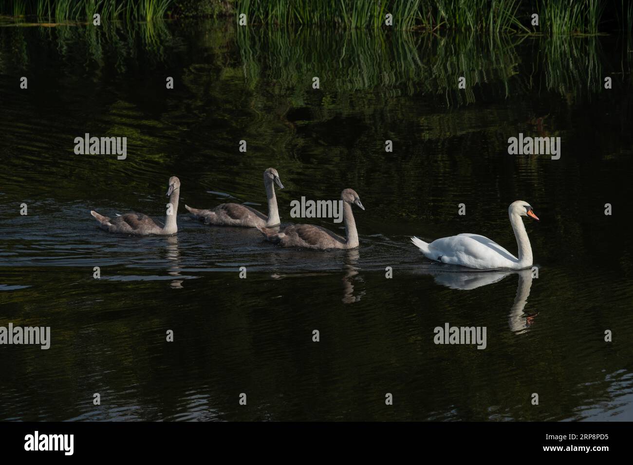 Mother Mute Swan and three signets swimming Stock Photo
